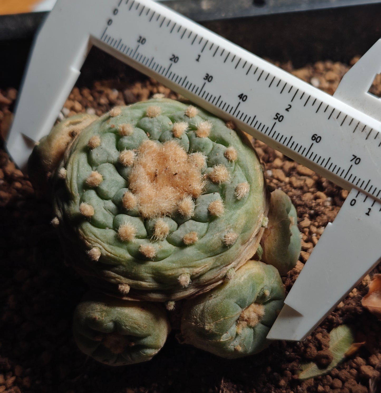 Flowering cactus 10 X Plants various type mix. Whole pot for sale. Clearance.