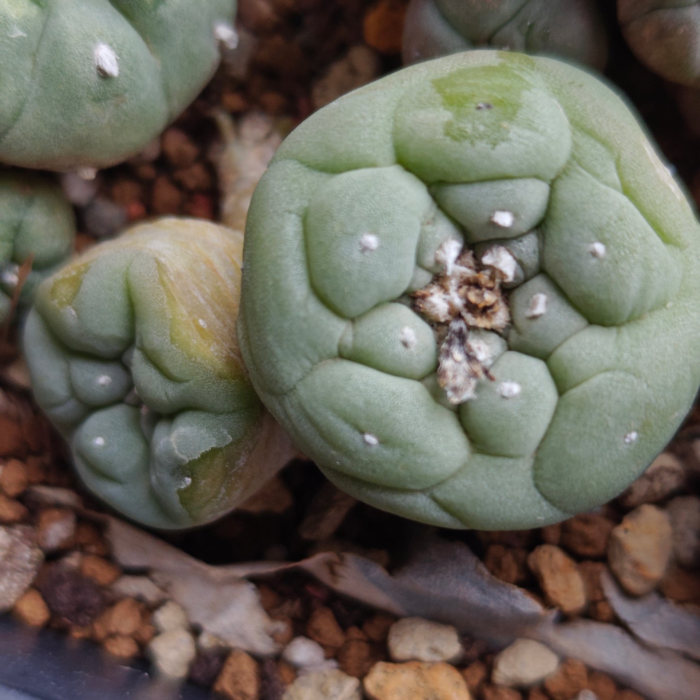 L. fricii selected hybrid Japanese genetic seed grown plant x1