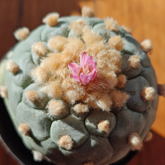 Lophophora seed grown mature plant, 7 cm