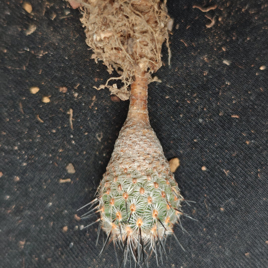 T. subterraneus plants grown from seeds.