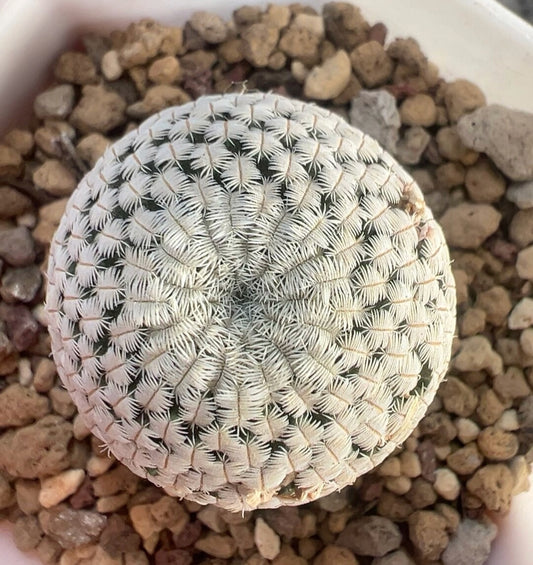 Mammillaria pectinifera 2 cm plant x 1
