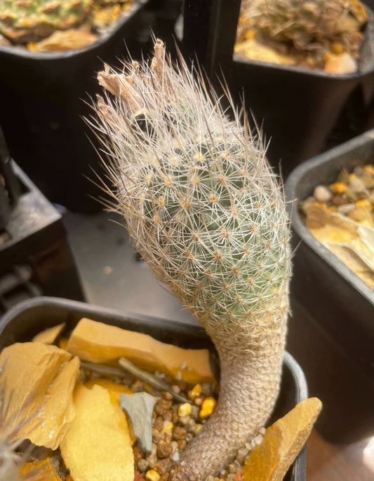 Pelecyphora and T. Subterraneus plants x 2