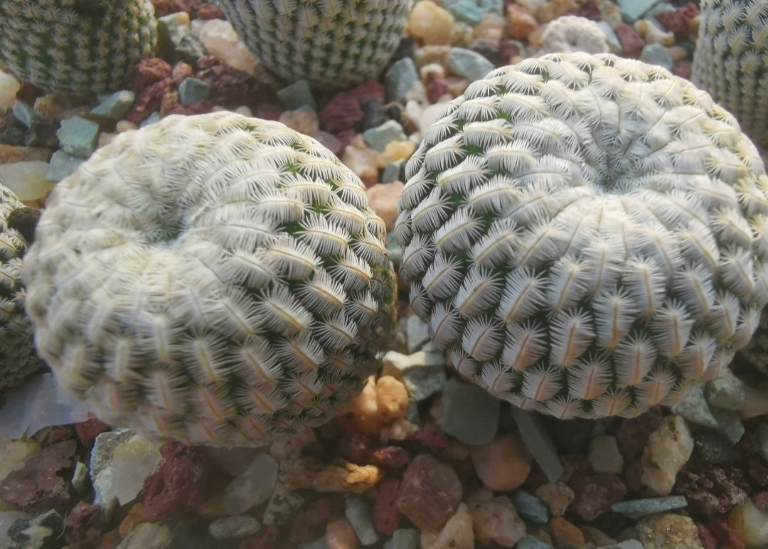 Mammillaria pectinifera 2 cm plant x 1