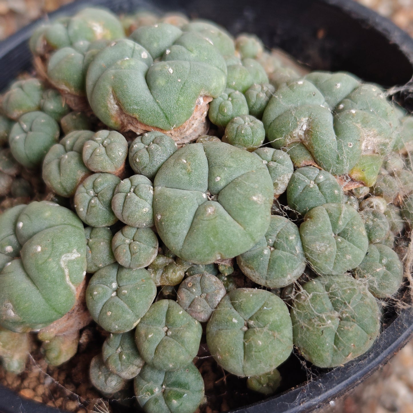 lophophora w caespitosa large size x 1