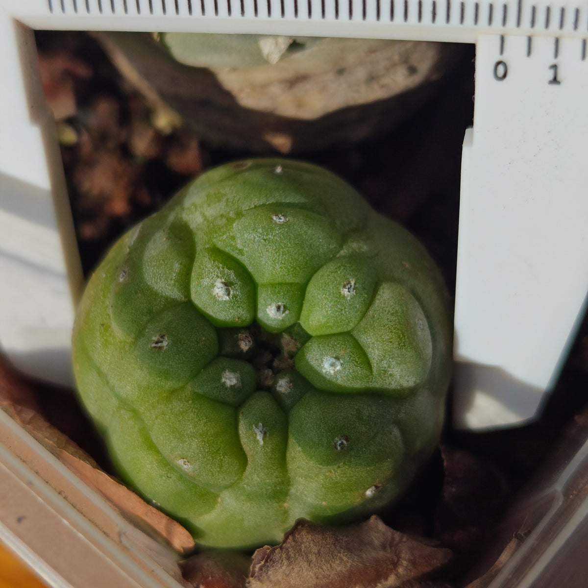 Lophophora 'Hasegawa' hybrid seed grown plant 3cm