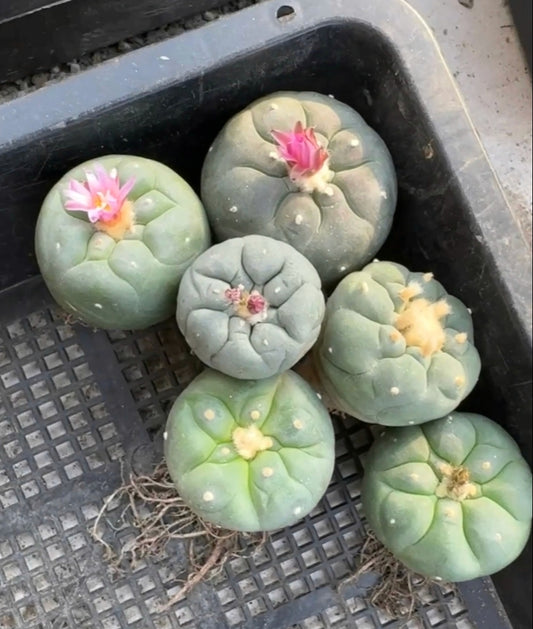 Flowering Cactus Seed Grown L.fricii Random 6 x plants, different variety combinations, diameter 3.0-3.3 cm.