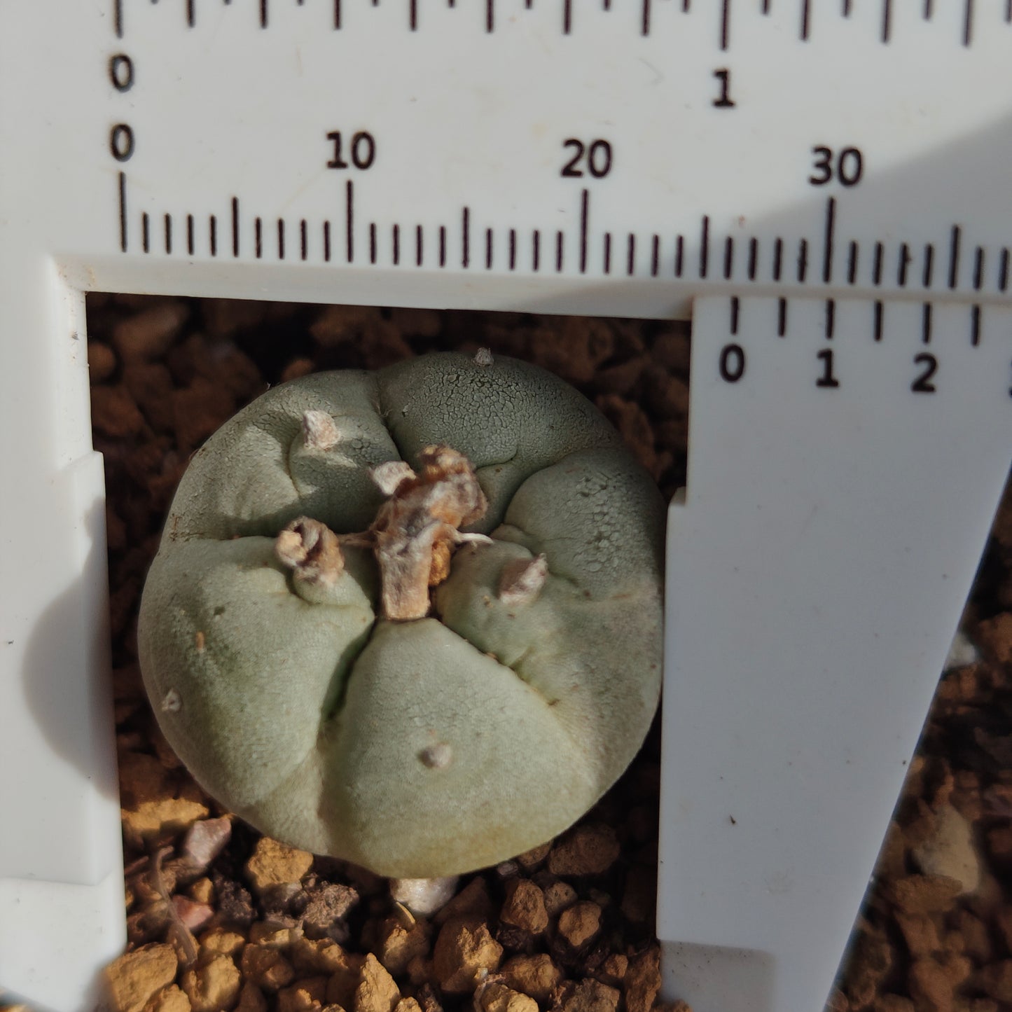 4 x Lophophora fricii plants value pack.