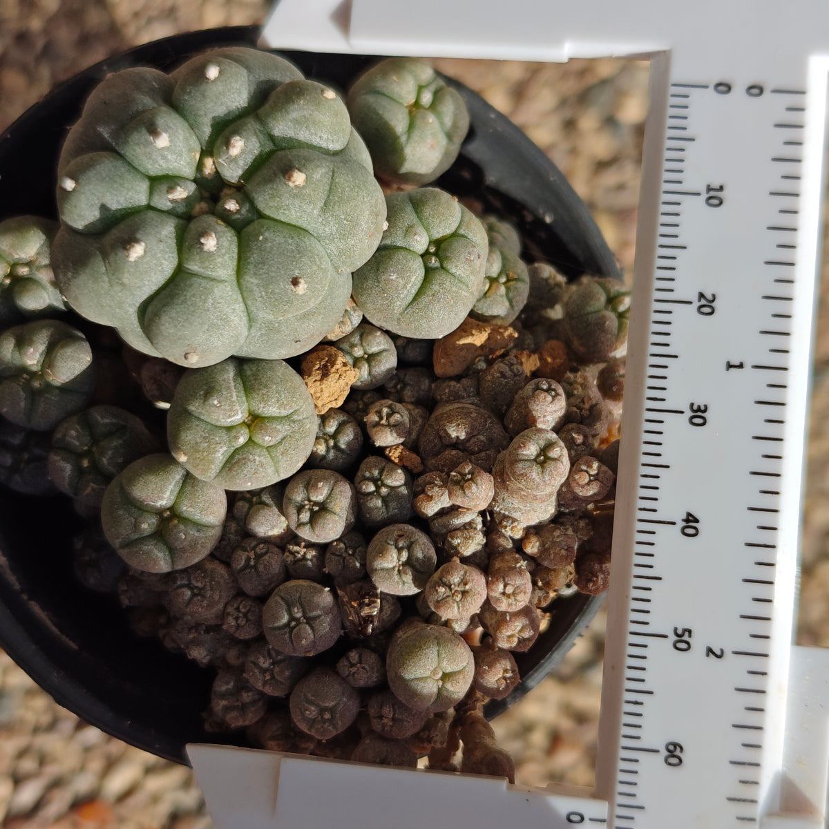Lw var. caespitosa. Sale. plant x1