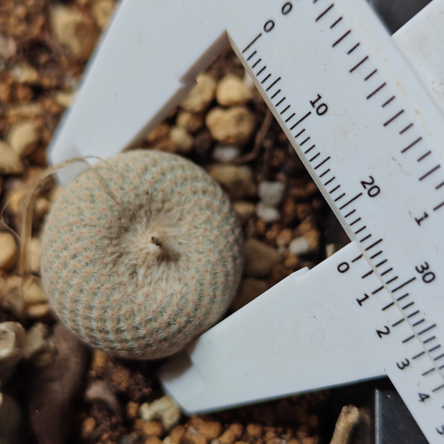 Epithelantha bokei rooted offset plant x 1