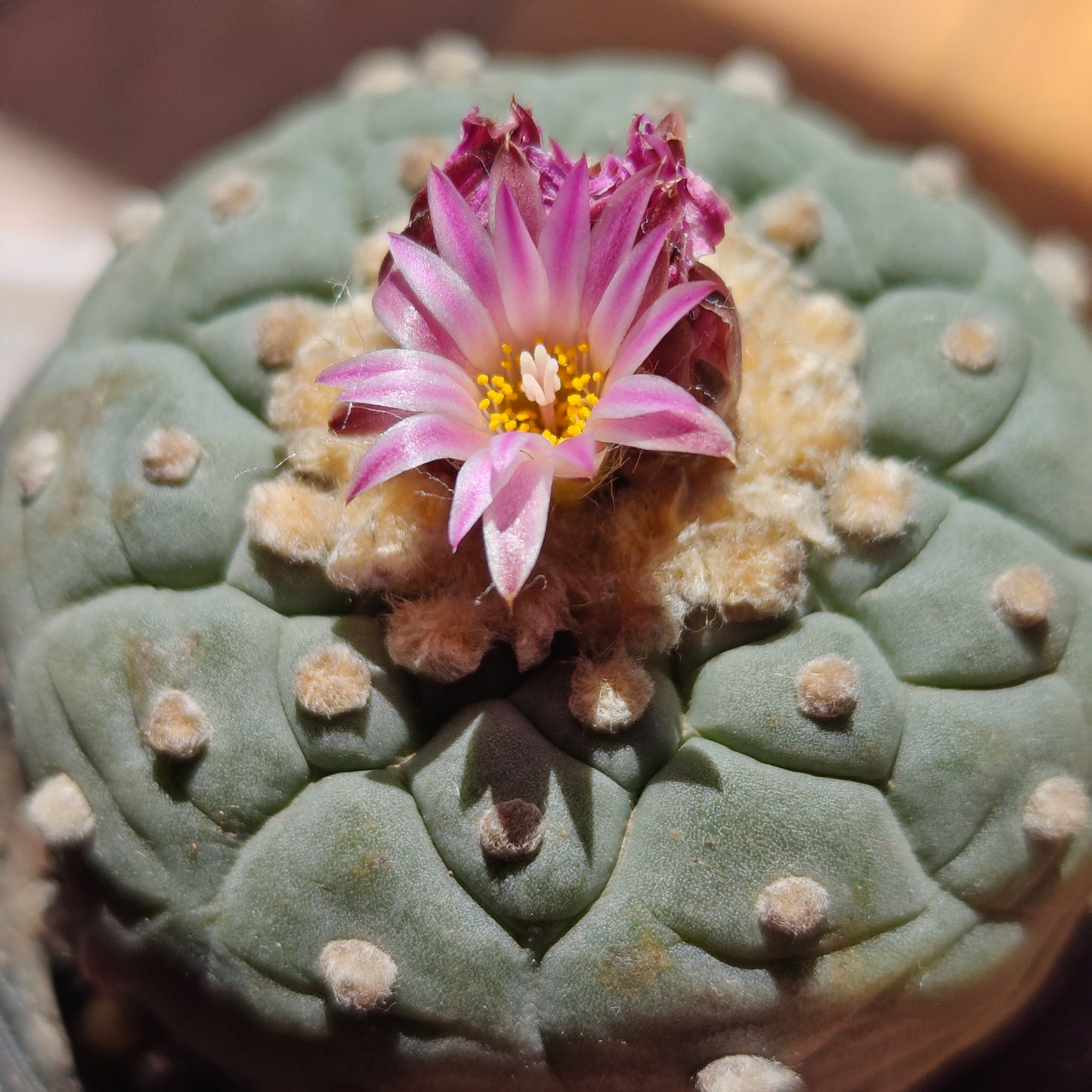 Lophophora spiral pattern 6 cm, seed grown plant with tuberous root