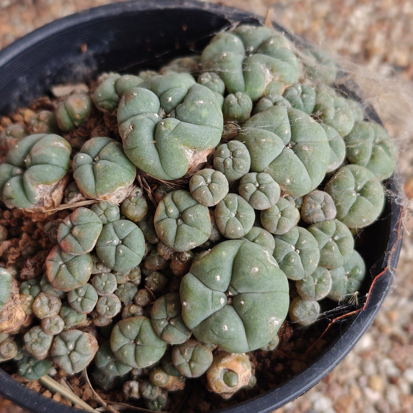 lophophora w caespitosa large size x 1