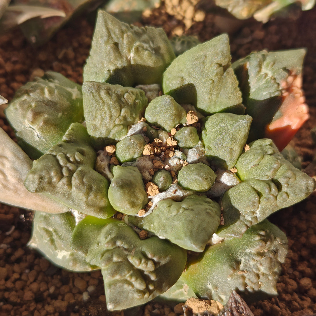 Ariocarpus cauliflower hybrid degrafted 2yrs strong roots. 7-8cm
