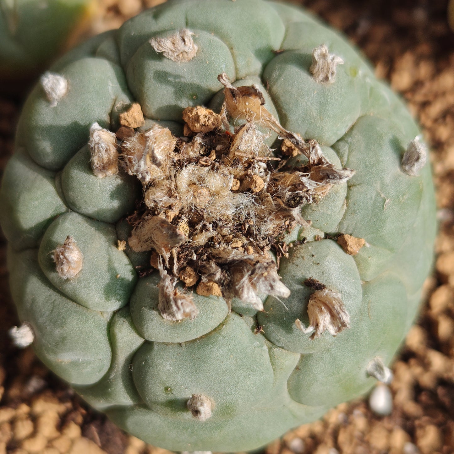 4 x Lophophora fricii plants value pack.