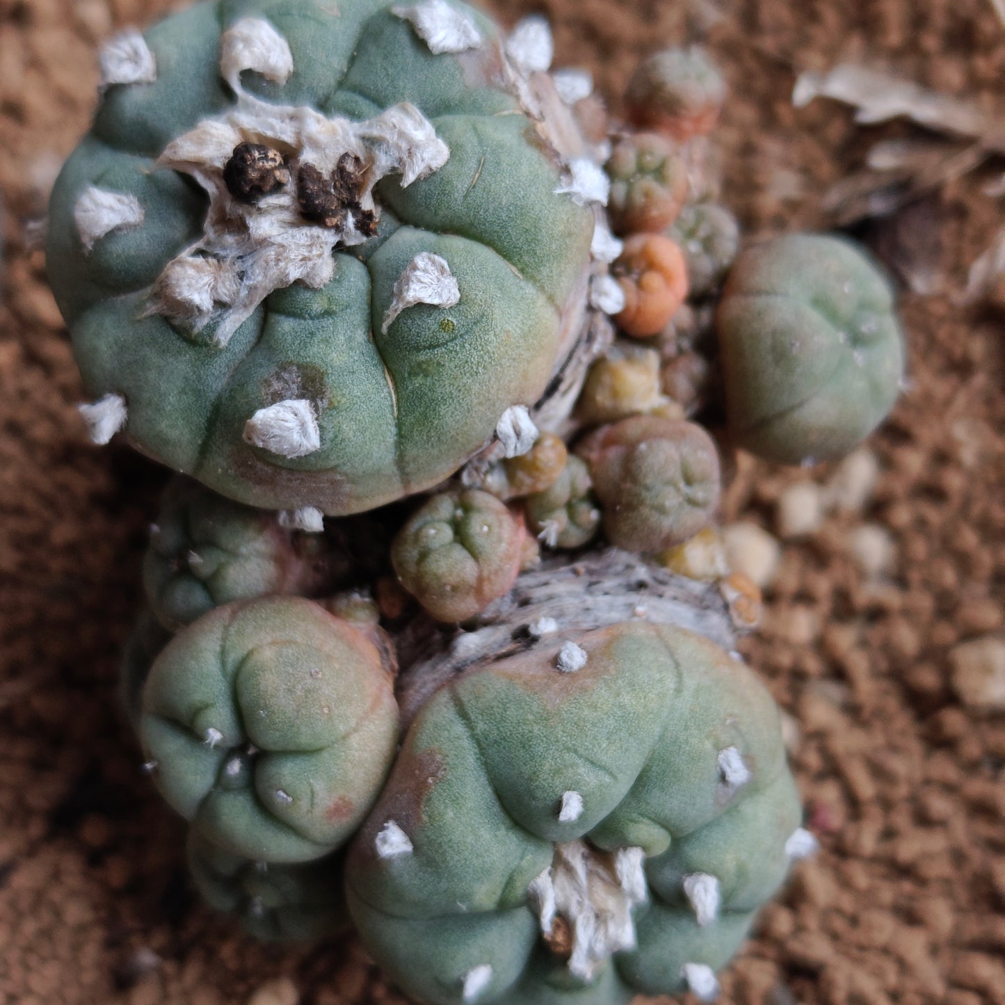 Lophophora x 2. OUTDOOR HARDY