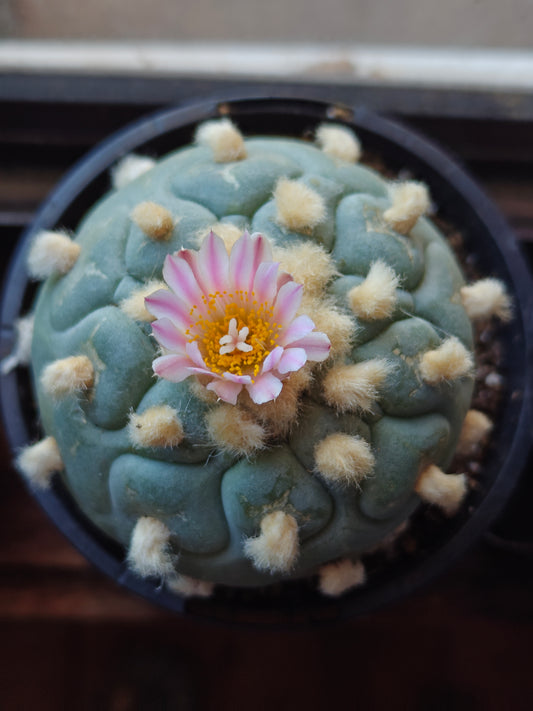 Flowering GoldenHairy L.f 1X Plant 6.6 cm seed grown strong root.