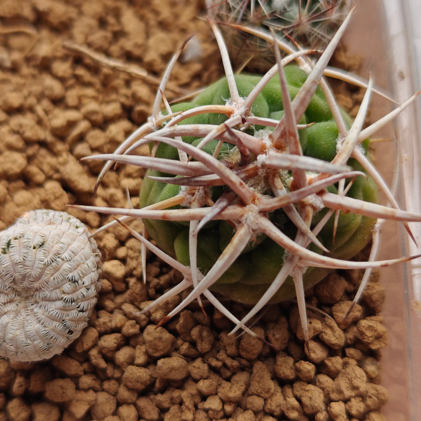 Turbinicarpus Pseudopectinatus f. Spines crested triple_head own roots plant x1 with other 1_2cm seedlings x 5