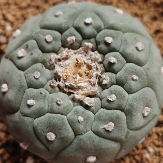 L. fricii dense areoles seed grown plant