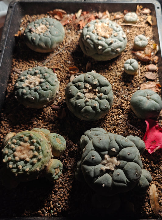 Flowering cactus 10 X Plants various type mix. Whole pot for sale. Clearance.