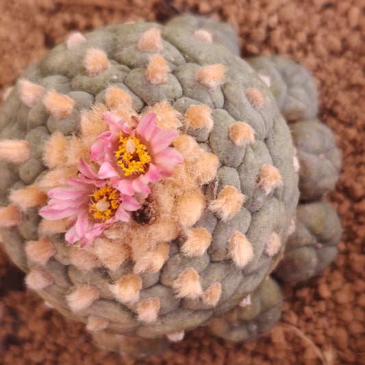 Lophophora fricii dense areoles with very short petals. own roots established plant x 1