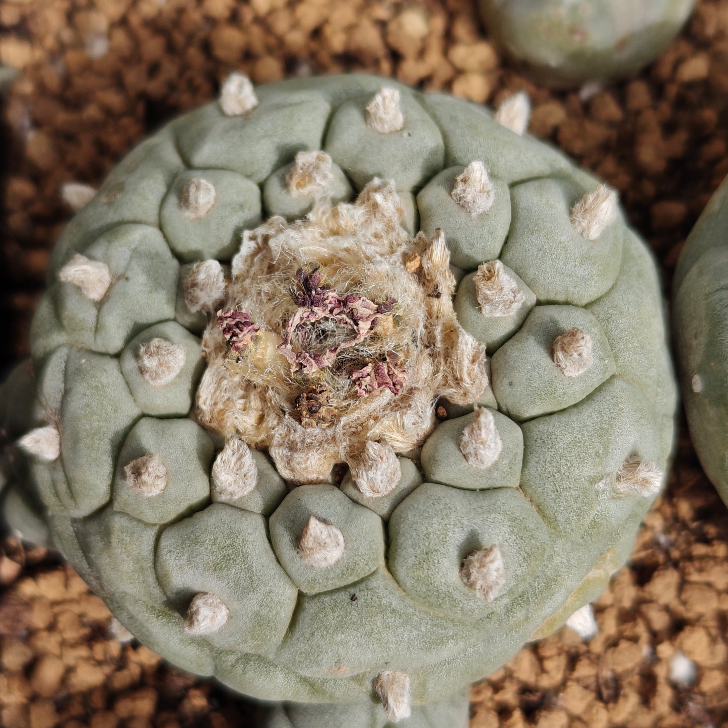 Lophos x 6, seed grown mature plant. Different varieties value pack.
