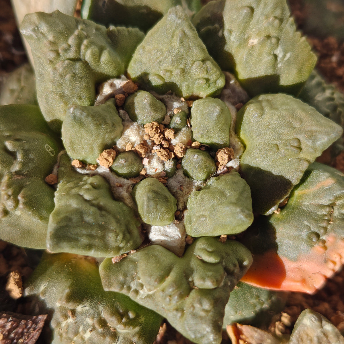 Ariocarpus cauliflower hybrid degrafted 2yrs strong roots. 7-8cm
