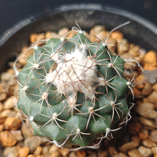 Turbinicarpus laui seed grown mature plant x 1