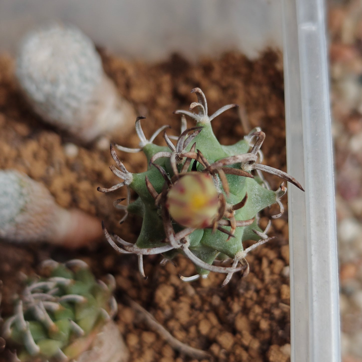 Turbinicarpus schmiedickeanus subsp. flaviflorus plants x 2