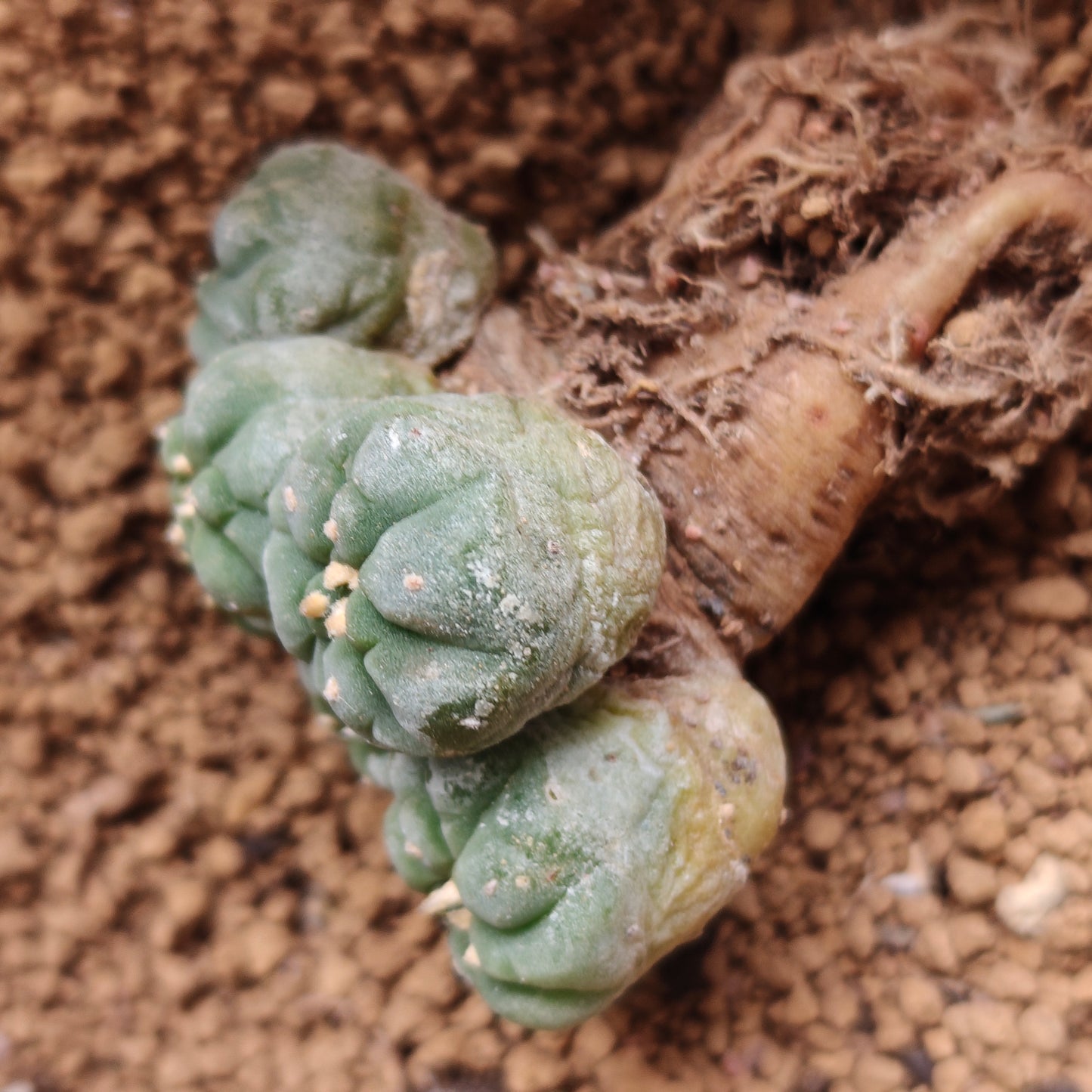 Multi_head lophophora x 1. minor scars. Sale