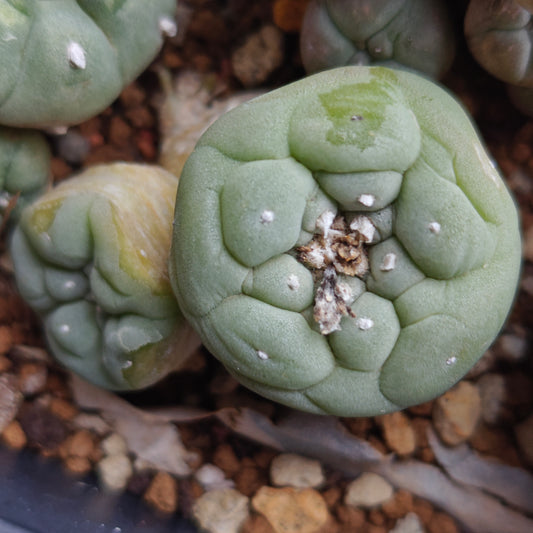 L. fricii selected hybrid Japanese genetic seed grown plant x1