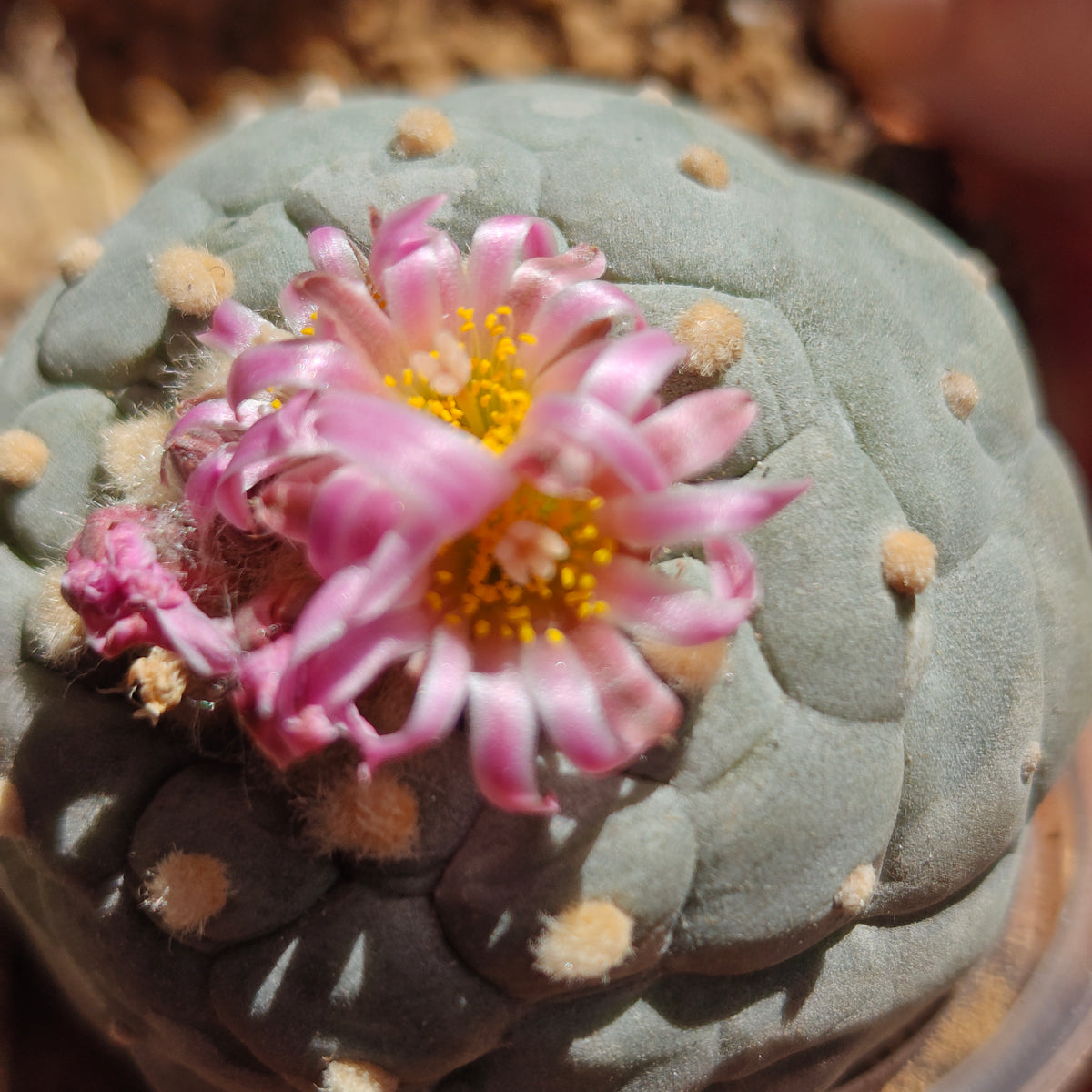 2 x Lophophora fricii plants value pack.