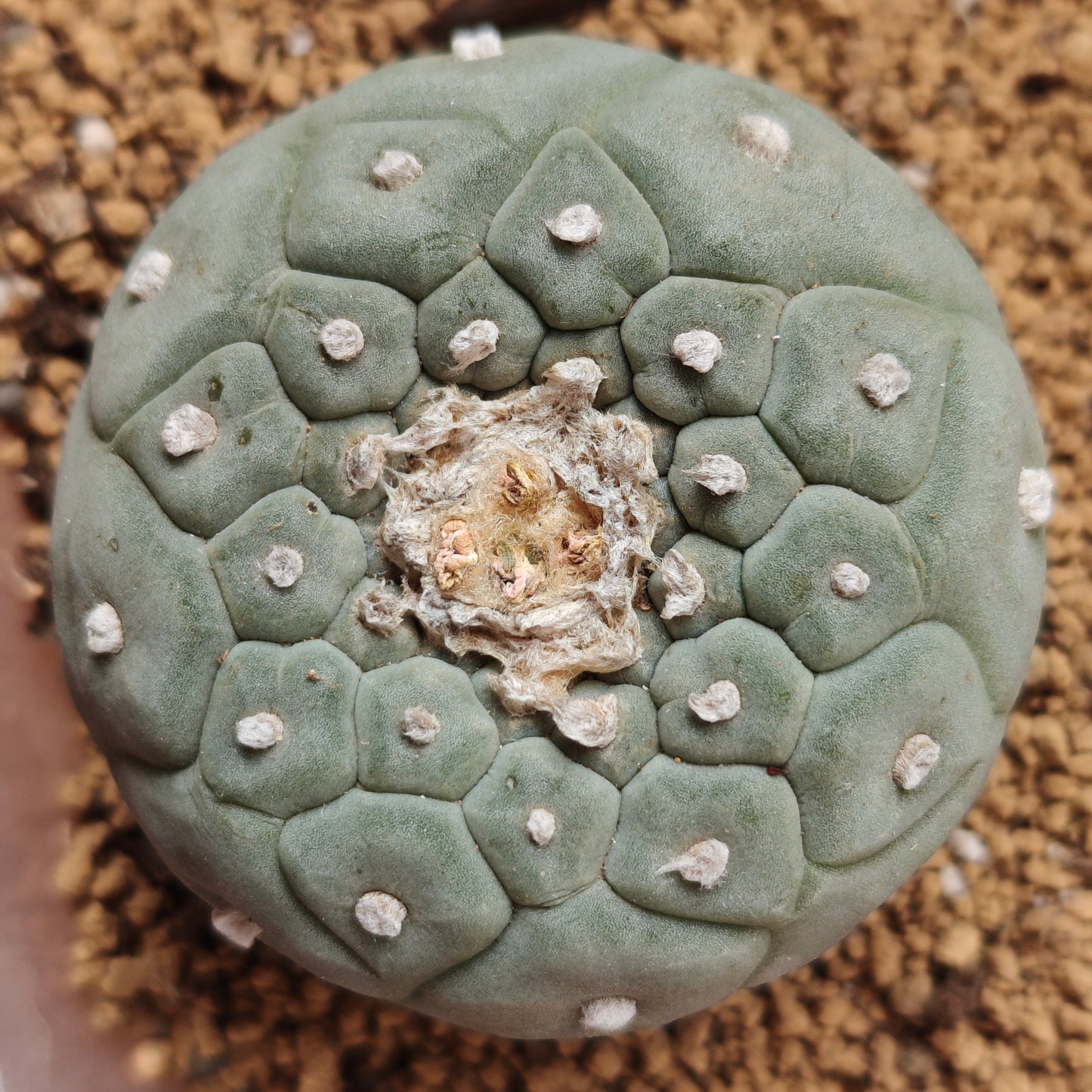 L. fricii dense areoles seed grown plant
