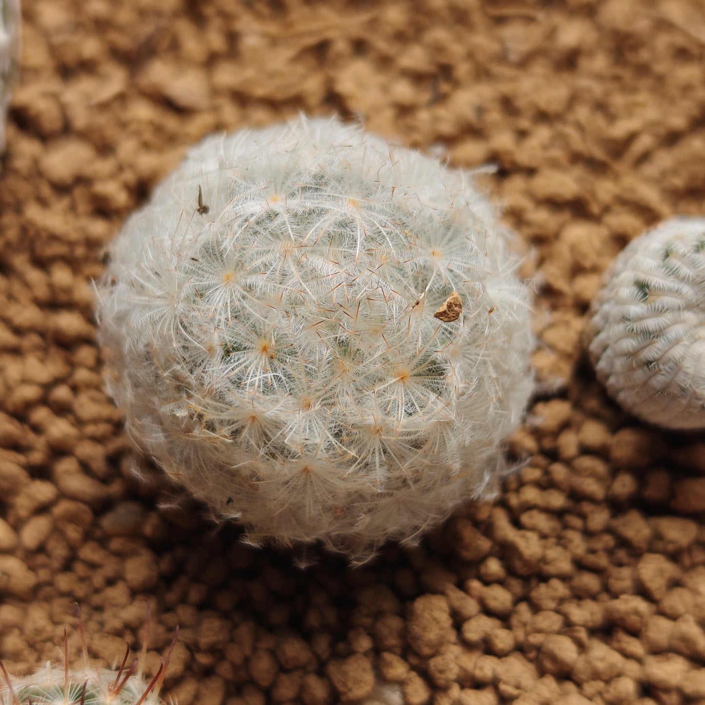 Turbinicarpus Pseudopectinatus f. Spines crested triple_head own roots plant x1 with other 1_2cm seedlings x 5