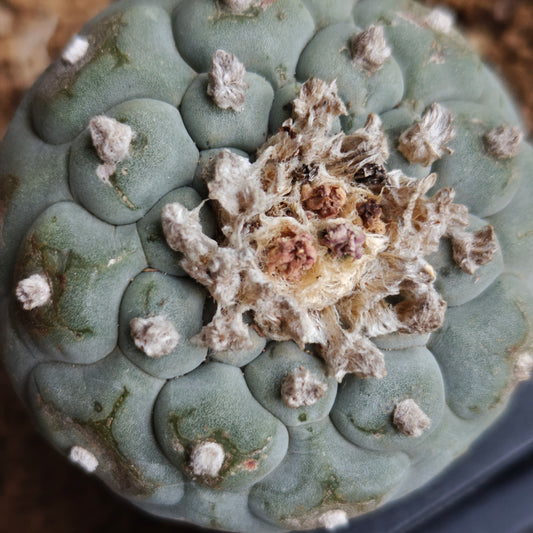 Lophophora x 2. OUTDOOR HARDY
