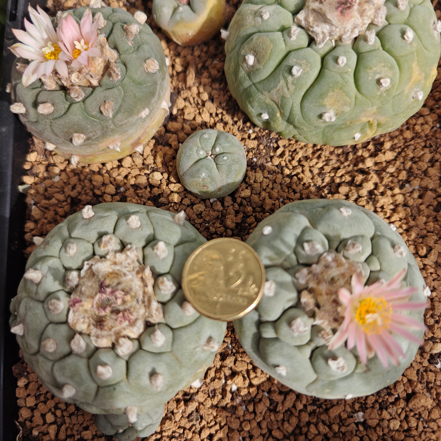 Lophos x 6, seed grown mature plant. Different varieties value pack.