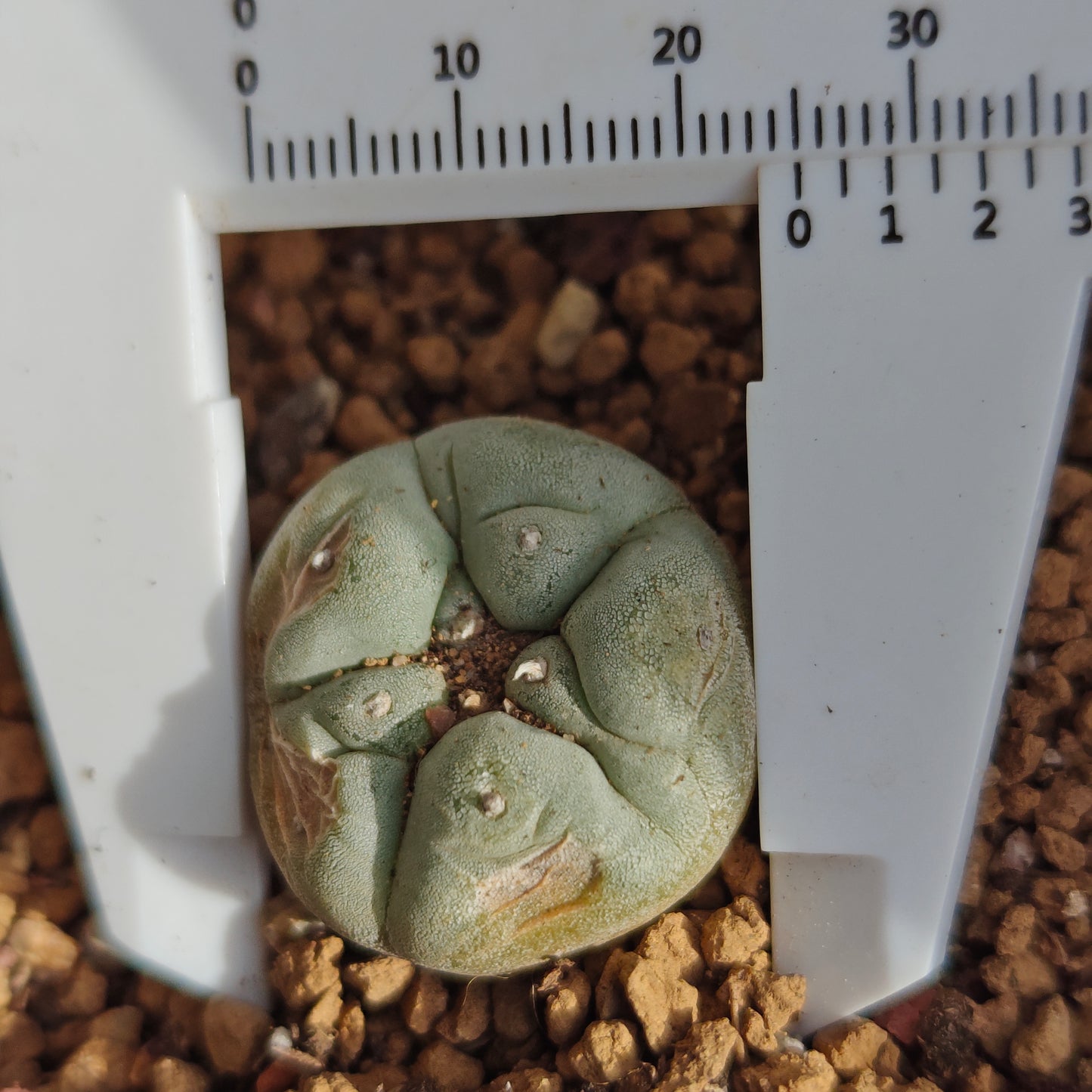 4 x Lophophora fricii plants value pack.