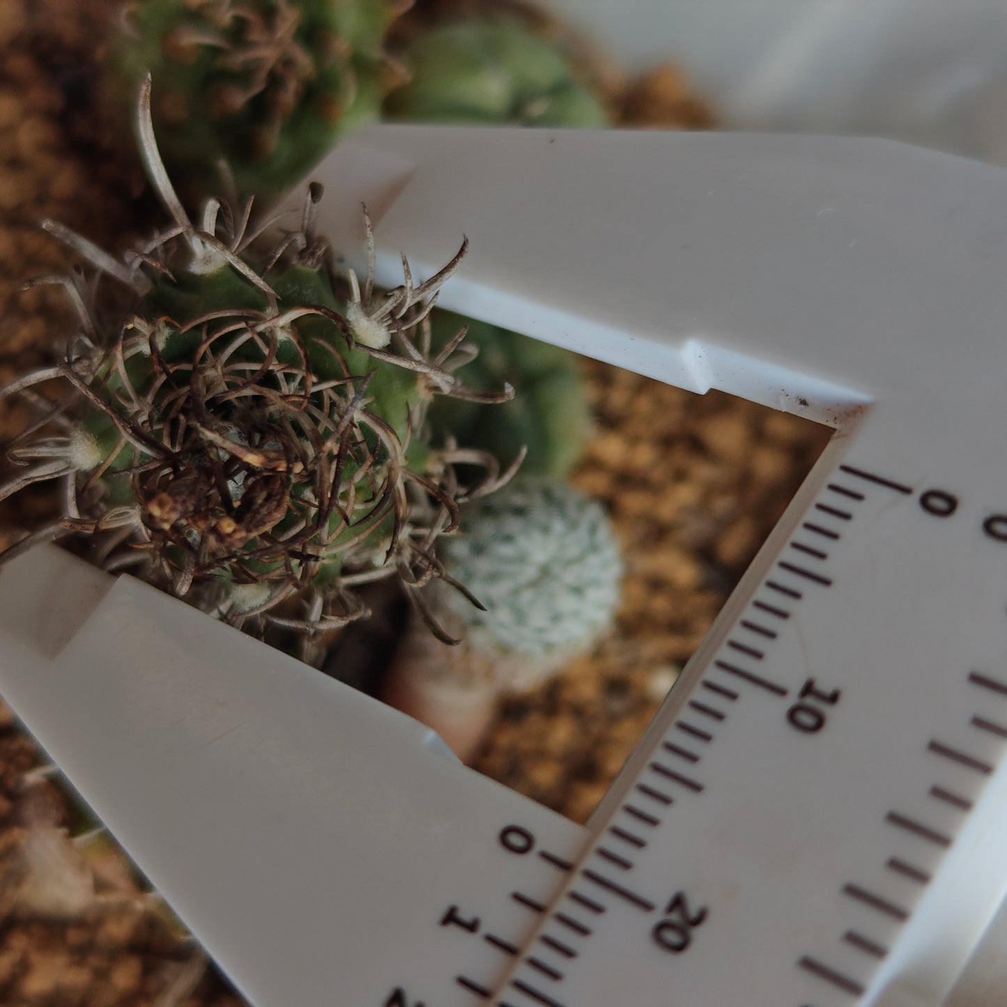 Turbinicarpus schmiedickeanus subsp. flaviflorus plants x 2
