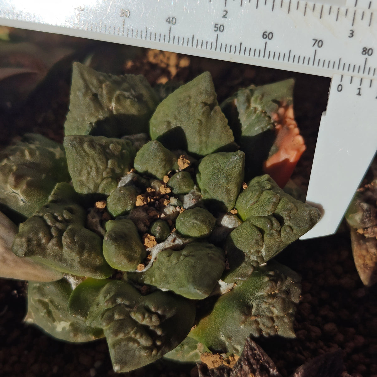 Ariocarpus cauliflower hybrid degrafted 2yrs strong roots. 7-8cm