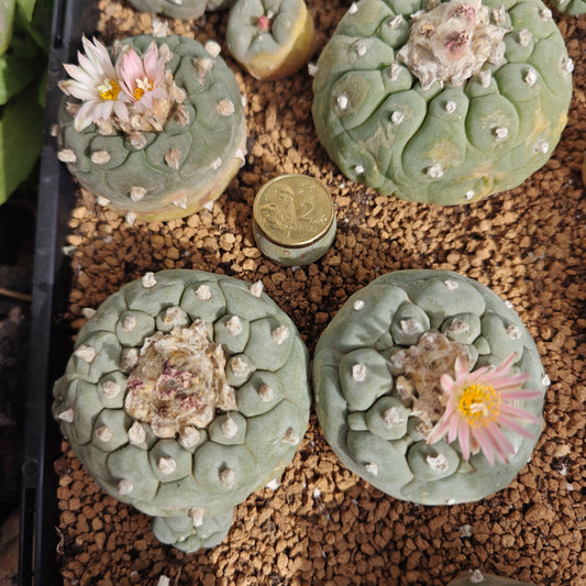 Lophos x 6, seed grown mature plant. Different varieties value pack.