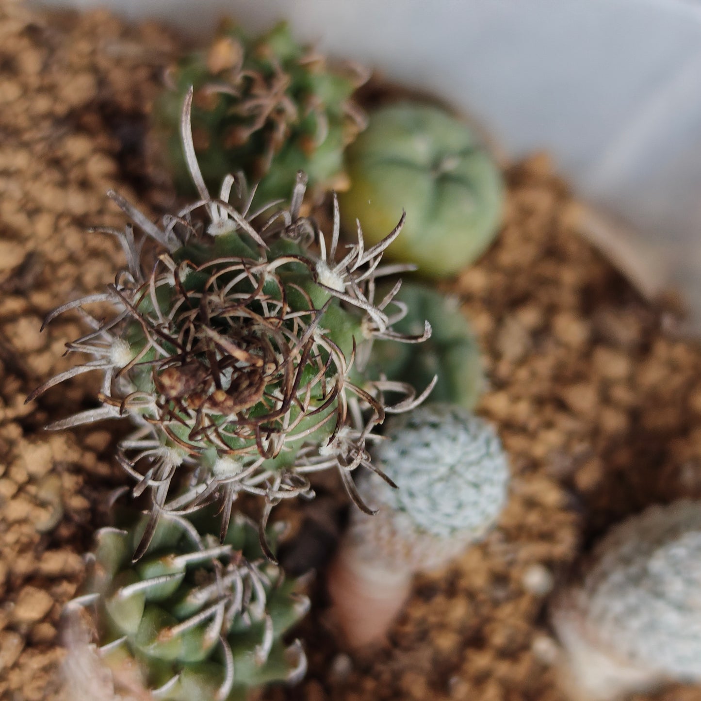 Turbinicarpus schmiedickeanus subsp. flaviflorus plants x 2