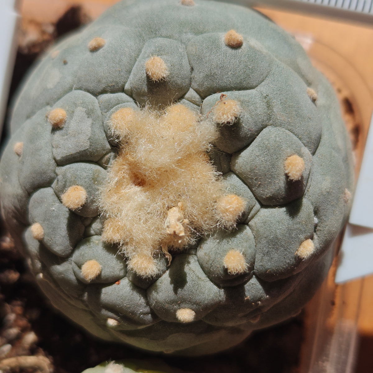 2 x Lophophora fricii plants value pack.