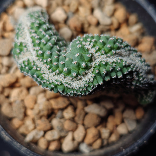 Strombocactus crested x 2