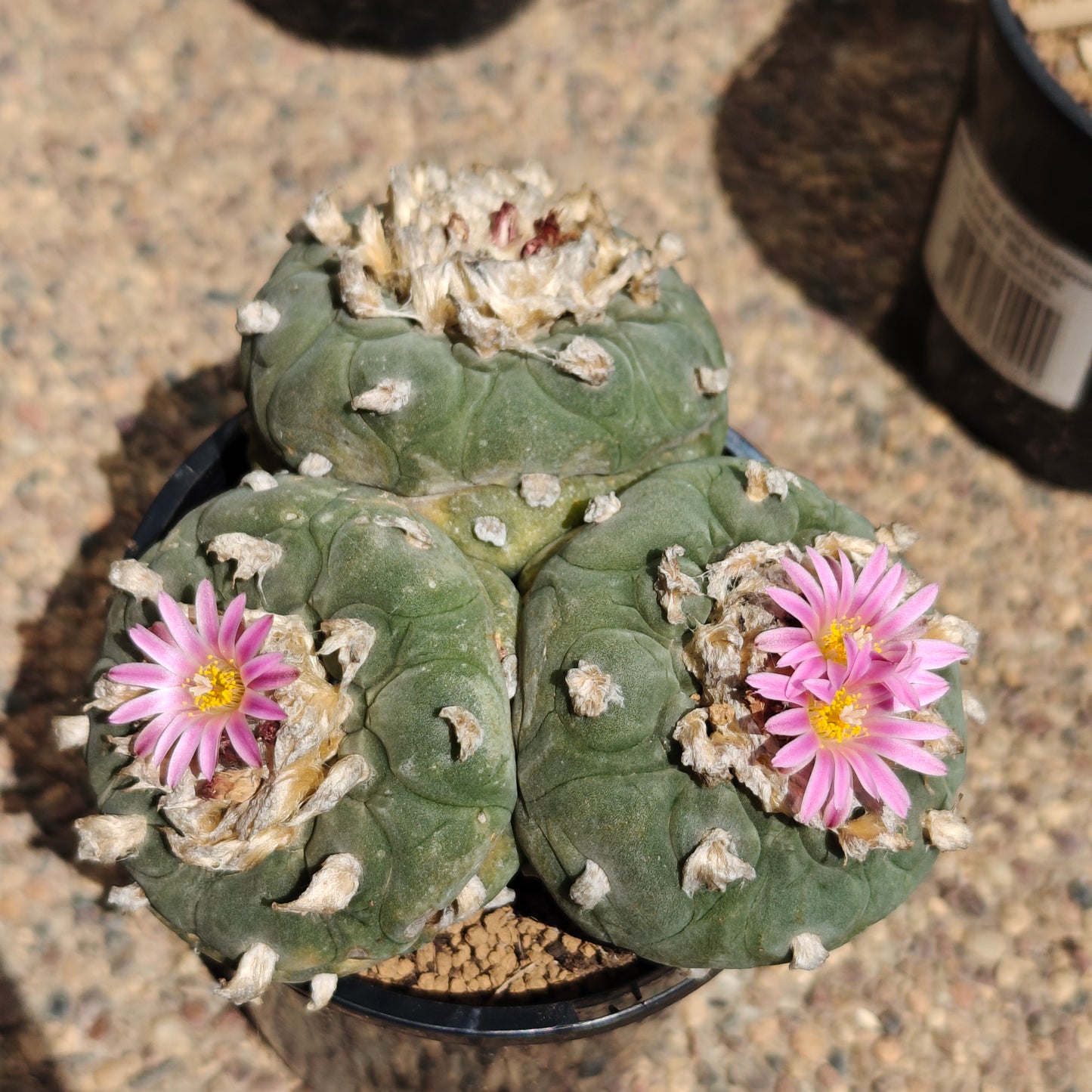 Lophophora 10+ cm, seed grown triple-head plant x 1, with tuberous root