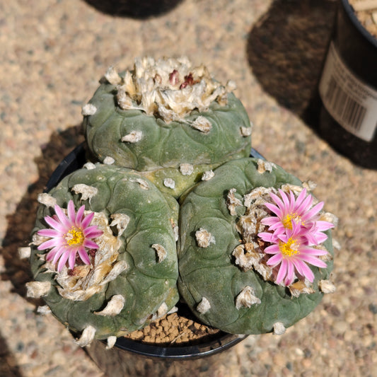 Lophophora 10+ cm, seed grown triple-head plant x 1, with tuberous root