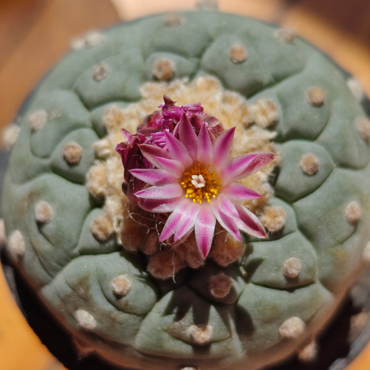 Lophophora spiral pattern 6 cm, seed grown plant with tuberous root
