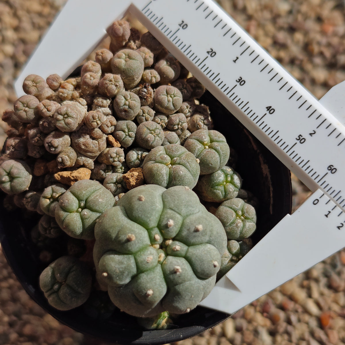 Lw var. caespitosa. Sale. plant x1