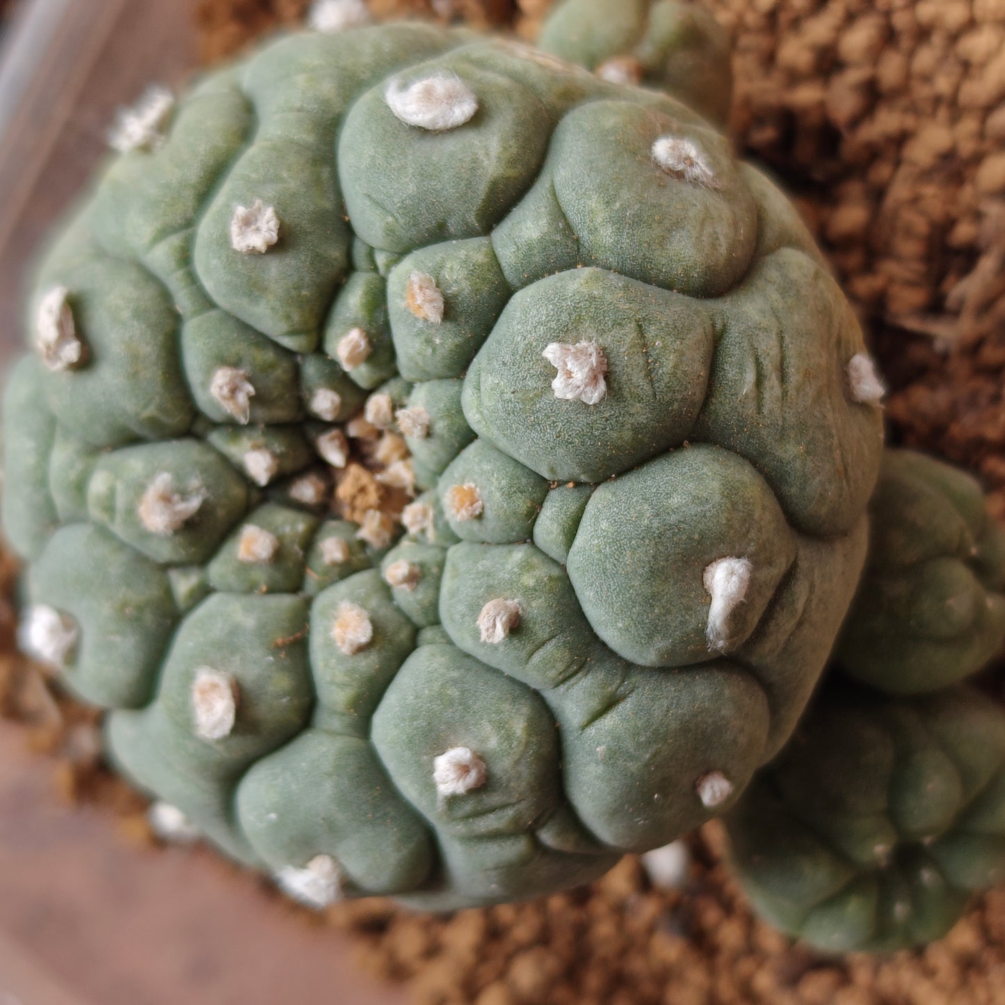 Selected raised-areole lophophora plants x 3. All seed-grown mature plant