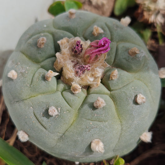 Lophophora fricii Spiral Mature plant
