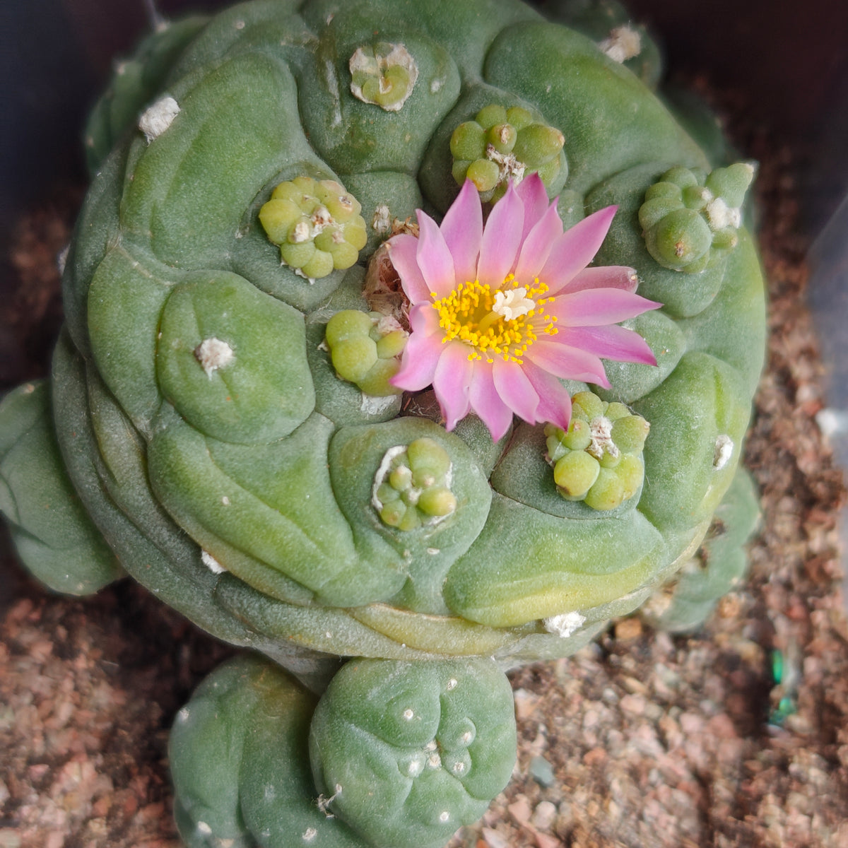 'Budding king' mutant  5.5-6cm seed grown plant