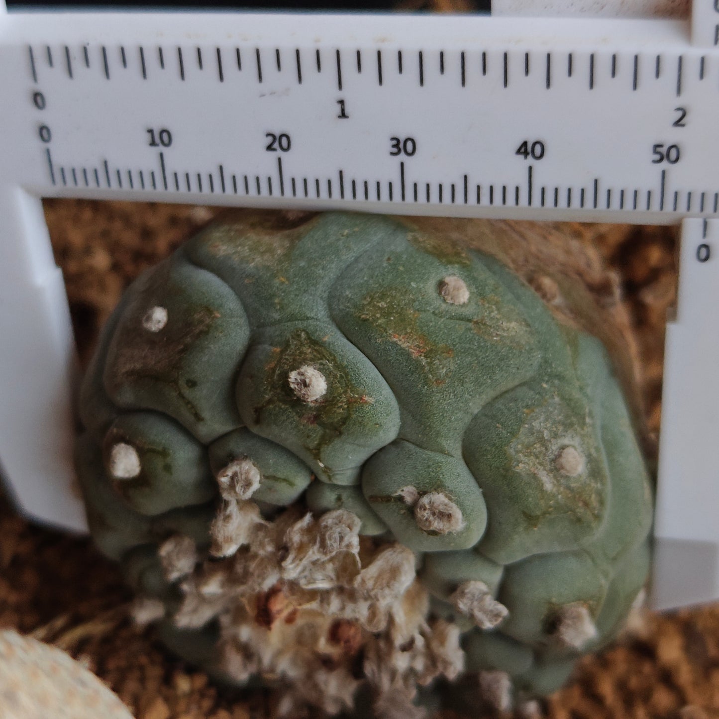 Lophophora x 2. OUTDOOR HARDY