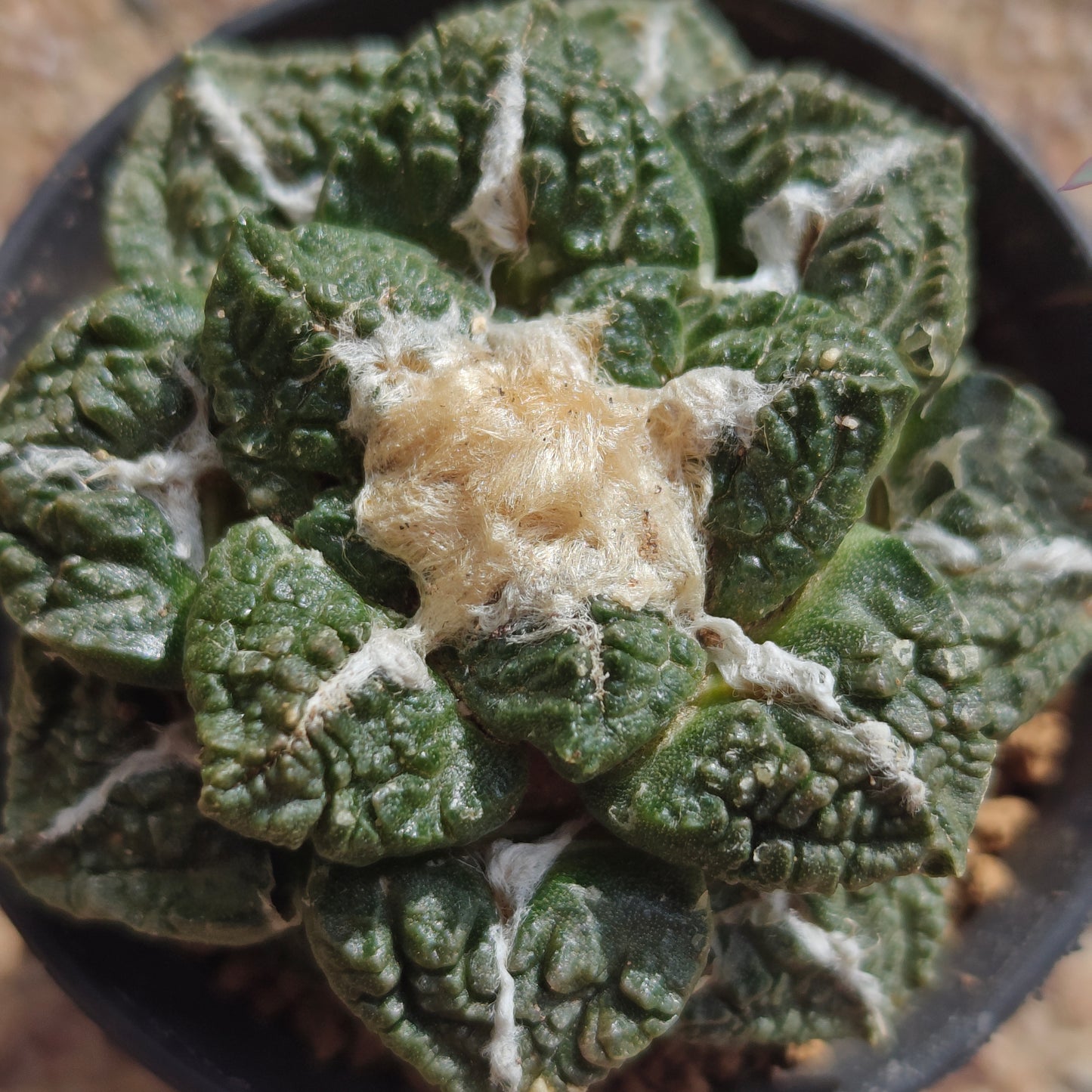 self rooted cactus for 2yr. 5_6 cm plant Sale.